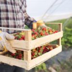 Wzrost zainteresowania pracą sezonową